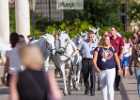 BZ7T8410 Lipizzaner im Burggarten Foto Pfluegl 160719